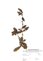 藏品(臺灣小蘗)的圖片